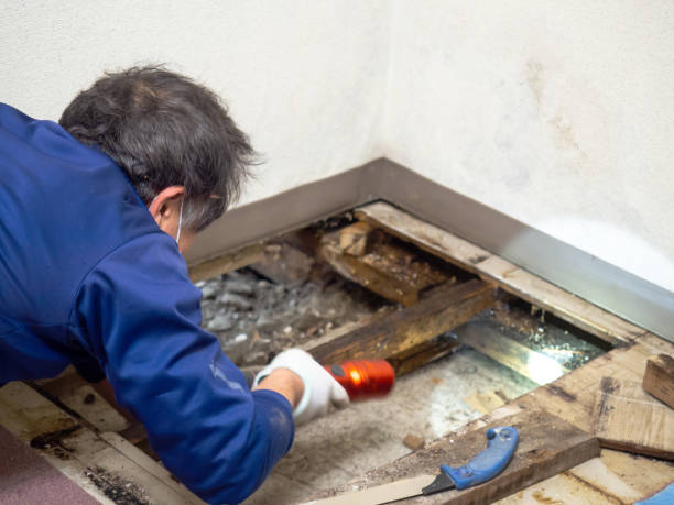 Best Home Mold Removal  in Englewood Cliffs, NJ