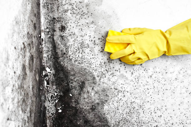 Best Black Mold Removal  in Englewood Cliffs, NJ