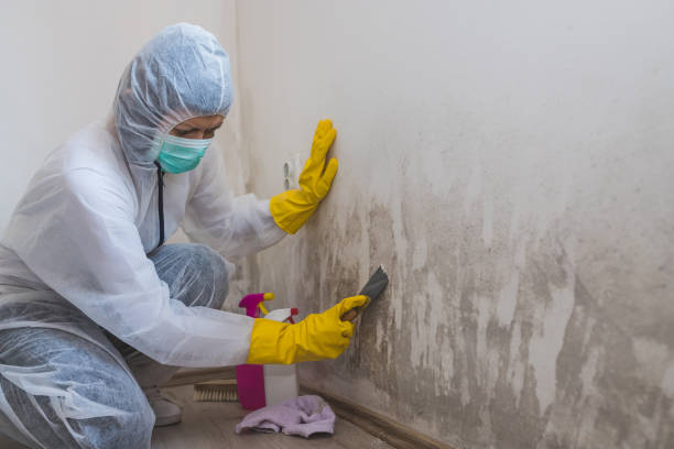 Best Attic Mold Removal  in Englewood Cliffs, NJ
