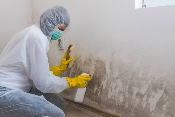 Best Local Mold Removal Service  in Englewood Cliffs, NJ