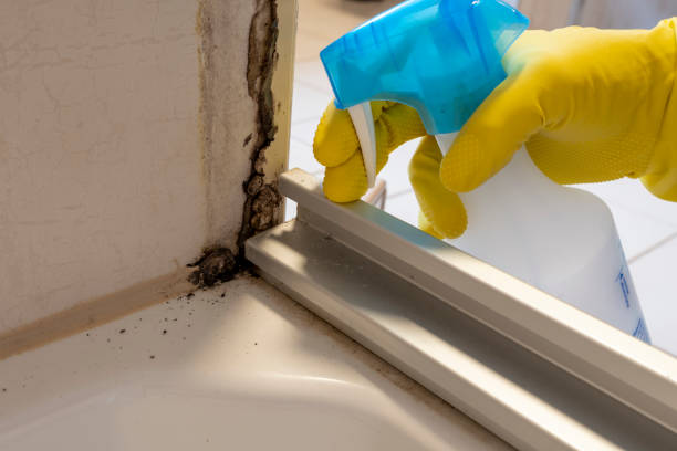 Best Fast Mold Removal  in Englewood Cliffs, NJ