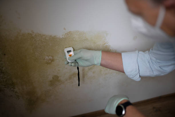 Best Residential Mold Removal  in Englewood Cliffs, NJ