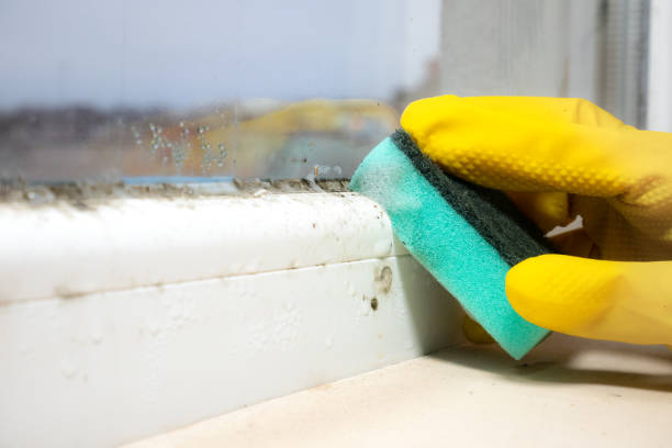 Best Black Mold Removal  in Englewood Cliffs, NJ