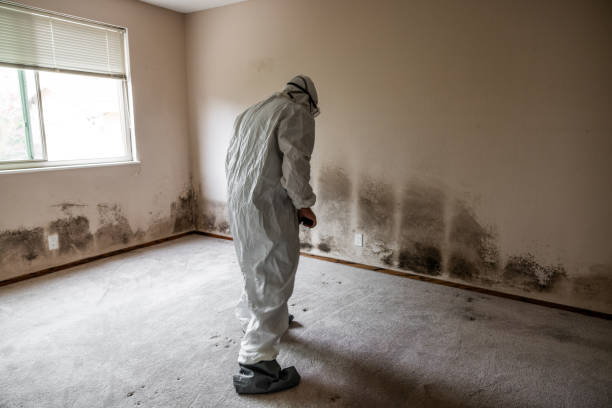 Attic Mold Removal in Englewood Cliffs, NJ