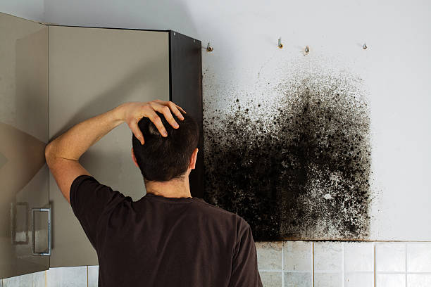 Englewood Cliffs, NJ Mold Removal Company