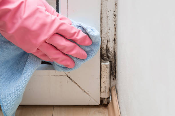 Best Crawl Space Mold Removal  in Englewood Cliffs, NJ