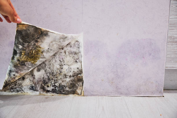 Best Affordable Mold Removal  in Englewood Cliffs, NJ